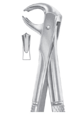 Fig. 73 lower molars
