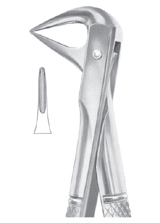 Fig. 74XN lower roots and crowded incisors