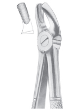 MEAD (MD 1) upper anteriors, roots, incisors, canines