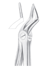 Fig. 51A upper roots