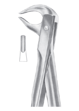 Fig. 81 lower premolars and roots