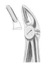 Fig. 136 upper premolars and roots