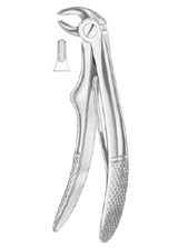 KLEIN (Fig. 221) lower incisors