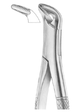 Fig. 34 lower anteriors and roots