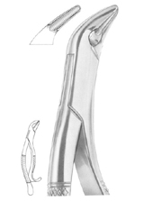 THOMAS Fig. 85A lower canines, premolars and molars
