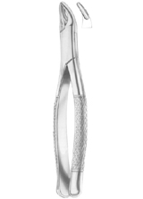 HULL Fig. 101 deciduous teeth