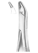 CRYER Fig. 150A upper incisors, premolars, roots