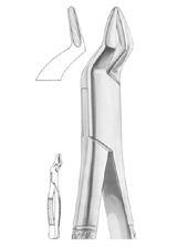 Fig. 286 upper incisors and roots