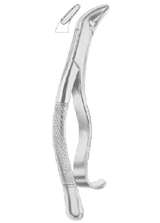 Fig. 288 lower canines and premolars