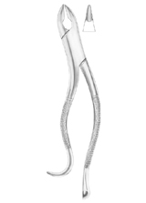NEVIUS Fig. 325/10H upper canines